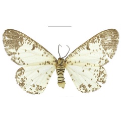 /filer/webapps/moths/media/images/P/pseudabraxas_Proutabraxas_AF_ZSM.jpg