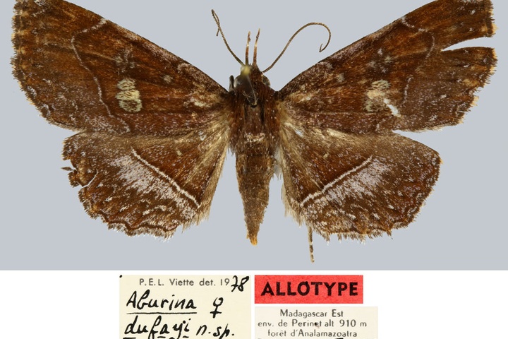 /filer/webapps/moths/media/images/D/dufayi_Aburina_AT_MNHN.jpg