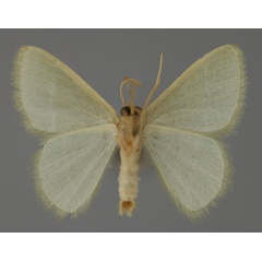 /filer/webapps/moths/media/images/S/subrufibasis_Diplodesma_A_ZSM_02.jpg