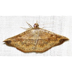 /filer/webapps/moths/media/images/A/arida_Pleuronodes_A_Braun_14.jpg