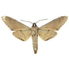 /filer/webapps/moths/media/images/C/cadioui_Macropoliana_HT_Haxaireb.jpg