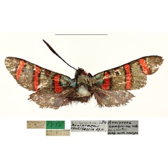 /filer/webapps/moths/media/images/R/rectifascia_Arniocera_HT_RBINS.jpg