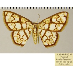 /filer/webapps/moths/media/images/V/volutisignata_Chrysocraspeda_AF_ZSM.jpg