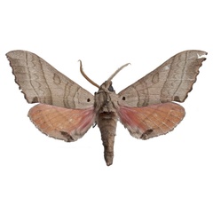 /filer/webapps/moths/media/images/S/schreieri_Rufoclanis_HT_EMEMa.jpg