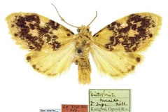 Siccasura numida
