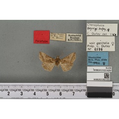 /filer/webapps/moths/media/images/S/seyrigi_Plusia_PTF_BMNHa.jpg