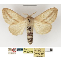 /filer/webapps/moths/media/images/S/senegalensis_Chilena_HT_NHMUK.jpg