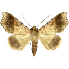 /filer/webapps/moths/media/images/H/hypographa_Pseudogiria_AF_MCJM.jpg