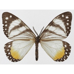 /filer/webapps/moths/media/images/H/hesperia_Otroeda_AM_Basquin_02a.jpg