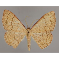 /filer/webapps/moths/media/images/T/trisinuata_Isoplenia_A_ZSM_01.jpg