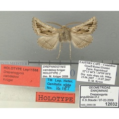 /filer/webapps/moths/media/images/C/camdeboo_Drepanogynis_HT_TMSA.jpg