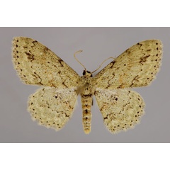 /filer/webapps/moths/media/images/A/accentuata_Scopula_A_ZSM_01.jpg