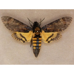 /filer/webapps/moths/media/images/A/atropos_Acherontia_A_Butler.jpg