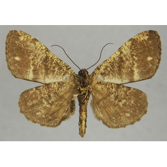 /filer/webapps/moths/media/images/A/amphitromera_Ectropis_AM_ZSMb.jpg