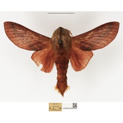 /filer/webapps/moths/media/images/P/papyri_Pachytrina_AM_NHMUK_02.jpg