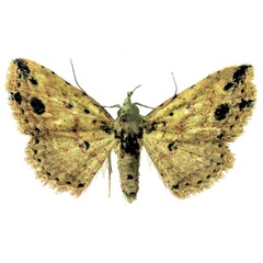 /filer/webapps/moths/media/images/E/ellipsomacula_Alloscotia_PTM_Fischer.jpg