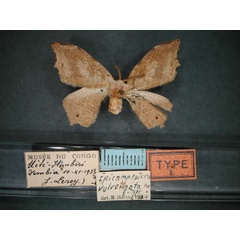 /filer/webapps/moths/media/images/V/vulvornata_Epicampoptera_HT_RMCA_01.jpg