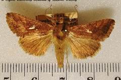 Thysanoplusia angulum