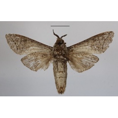 /filer/webapps/moths/media/images/G/grebennikovi_Macrocossus_AM_MGCLb.JPG