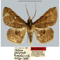 /filer/webapps/moths/media/images/L/lavaudeni_Claterna_HT_MNHN.jpg