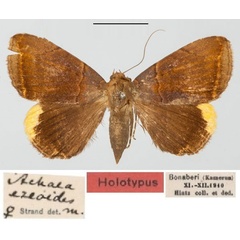 /filer/webapps/moths/media/images/E/ezeoides_Achaea_HT_SDEI_01.jpg