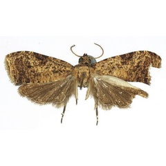 /filer/webapps/moths/media/images/L/lukiana_Eccopsis_HT_RMCA.jpg
