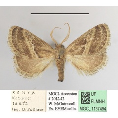 /filer/webapps/moths/media/images/F/fimbriata_Halseyia_A_MGCLa_01.JPG