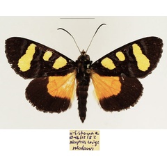 /filer/webapps/moths/media/images/D/daria_Omphaloceps_AF_TMSA_02.jpg