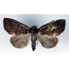 /filer/webapps/moths/media/images/A/albibasis_Metaleptina_A_RMCA.jpg
