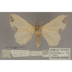 /filer/webapps/moths/media/images/S/sematoperas_Victoria_PTF_OUMNHa_01.jpg