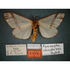 /filer/webapps/moths/media/images/C/candezei_Epanaphe_PT_RMCA_02.jpg