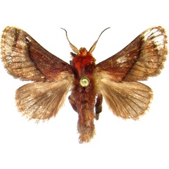 /filer/webapps/moths/media/images/P/pepon_Phorma_AM_MCJM.jpg
