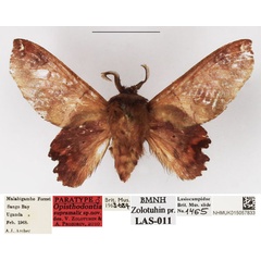 /filer/webapps/moths/media/images/S/supramalis_Opisthodontia_PTM_NHMUK_02.jpg