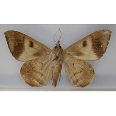 /filer/webapps/moths/media/images/R/rena_Achaea_PT_RMCA_02.jpg