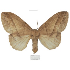 /filer/webapps/moths/media/images/G/grisea_Philotherma_AF_Basquin_03.jpg