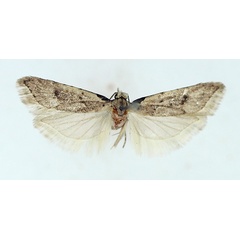 /filer/webapps/moths/media/images/I/irata_Carposina_AM_TMSA.jpg