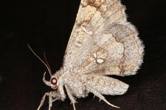 Egnasia vicaria