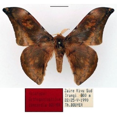 /filer/webapps/moths/media/images/C/concordia_Orthogonioptilum_HT_RBINS_01.jpg