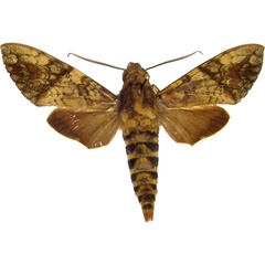 /filer/webapps/moths/media/images/B/bipartita_Nephele_AM_MCJM.jpg