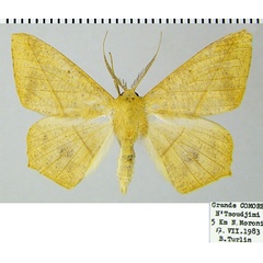 /filer/webapps/moths/media/images/H/harmonia_Psilocerea_AM_ZSMa.jpg