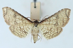 Hypolamprus gangaba