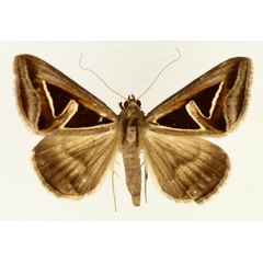 /filer/webapps/moths/media/images/H/hyppasia_Trigonodes_AM_TMSA_02.jpg