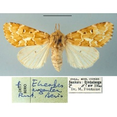 /filer/webapps/moths/media/images/A/argentea_Elaeodes_PT_MSNM.jpg