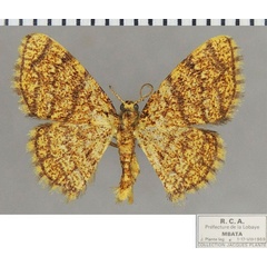 /filer/webapps/moths/media/images/M/monilifera_Heterostegane_AM_ZSMa.jpg