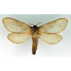 /filer/webapps/moths/media/images/A/armillata_Gorgopis_AF_TMSA.jpg