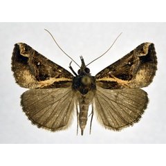 /filer/webapps/moths/media/images/V/varialis_Hypena_A_NHMO.jpg