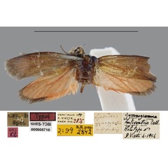 /filer/webapps/moths/media/images/R/rufiventris_Gymnogramma_HT_SNHM.jpg