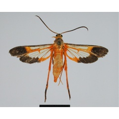 /filer/webapps/moths/media/images/S/seyrigi_Tipulamima_PT_MNHN.jpg