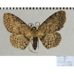 /filer/webapps/moths/media/images/A/arciocentra_Discomiosis_AM_ZSMa.jpg