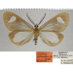 /filer/webapps/moths/media/images/I/ichnolepida_Macropitthea_HT_ZSMa.jpg